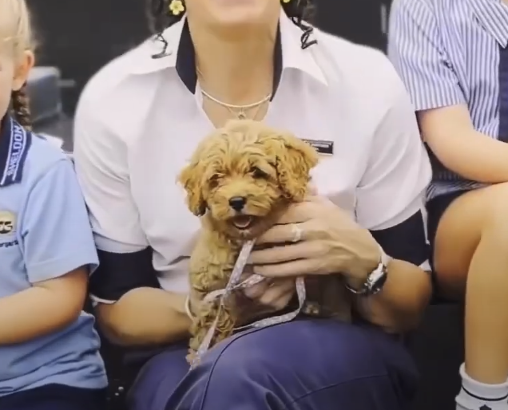 Therapy dogs in schools